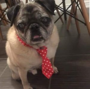 Meet your Posher, Alexia